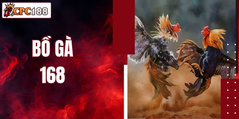 Bồ Gà 168 Tại CPC188 -Trải Nghiệm Đá Gà Chuẩn Quốc Tế