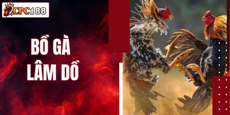 Khám Phá Bồ Gà Lâm Dồ - Trường Gà C6 Lớn Nhất Campuchia