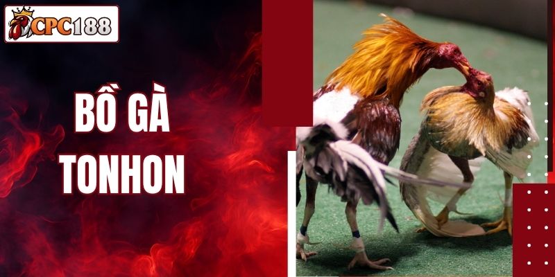 Bồ gà Tonhon: Sảnh Chọi Gà Uy Tín, Hấp Dẫn Hàng Đầu CPC188