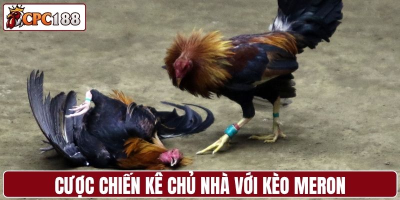 Cược chiến kê chủ nhà với kèo Meron