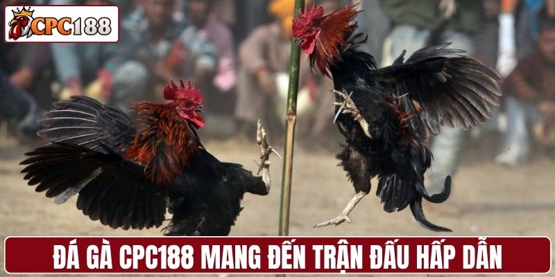 Đá gà CPC188 mang đến những trận đấu hấp dẫn