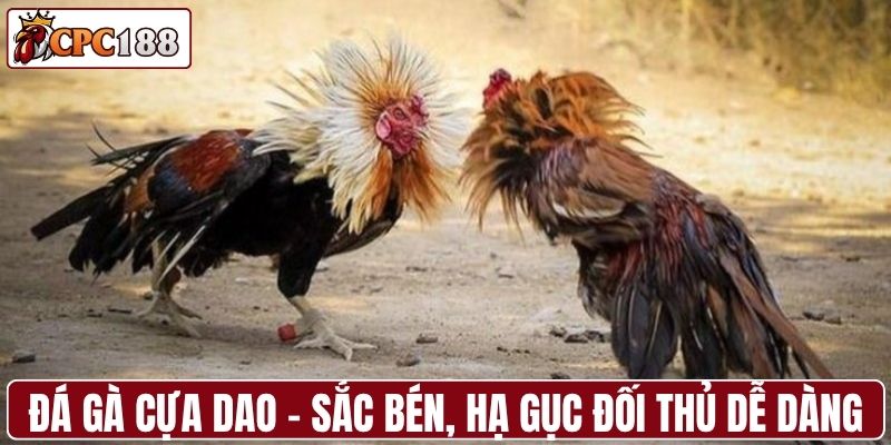 Đá gà cựa dao - Sắc bén, hạ gục đối thủ dễ dàng