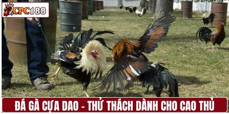 Đá gà cựa dao - Thử thách dành cho cao thủ