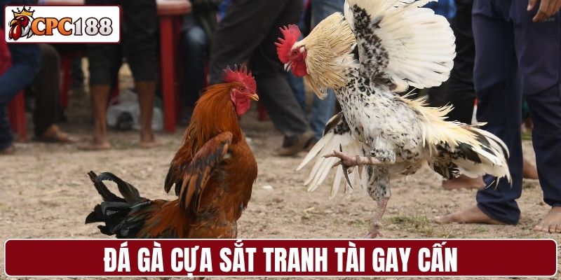 Đá gà cựa sắt mang đến màn tranh tài gay cấn
