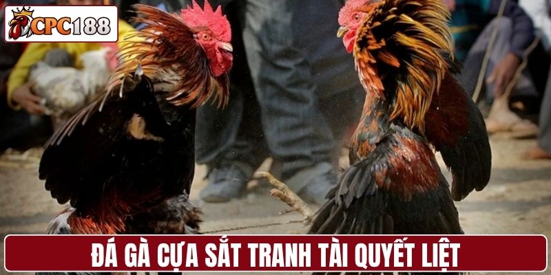 Đá gà cựa sắt - Nơi tranh tài quyết liệt
