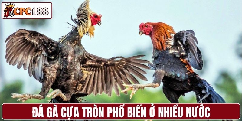 Đá gà cựa tròn phổ biến ở Thái Lan và Campuchia