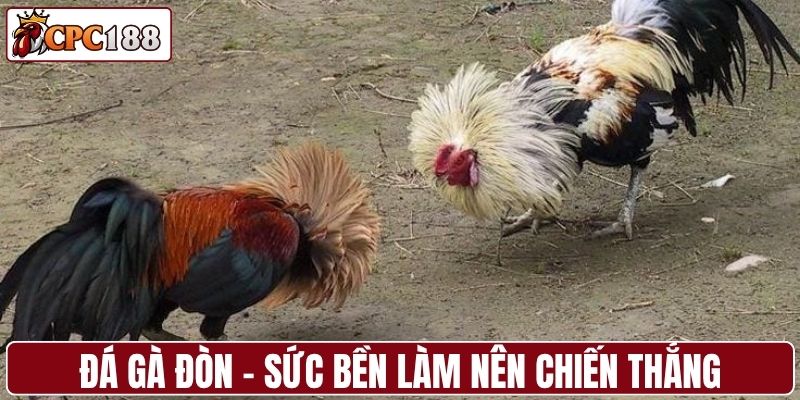 Đá gà đòn - Sức bền làm nên chiến thắng