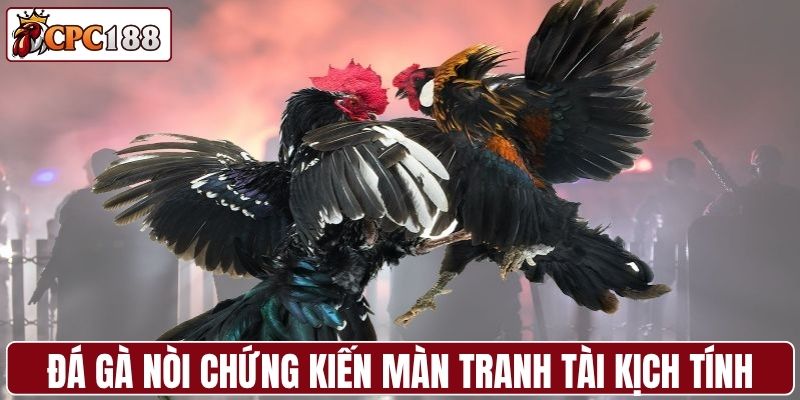 Đá gà nòi chứng kiến màn tranh tài kịch tính