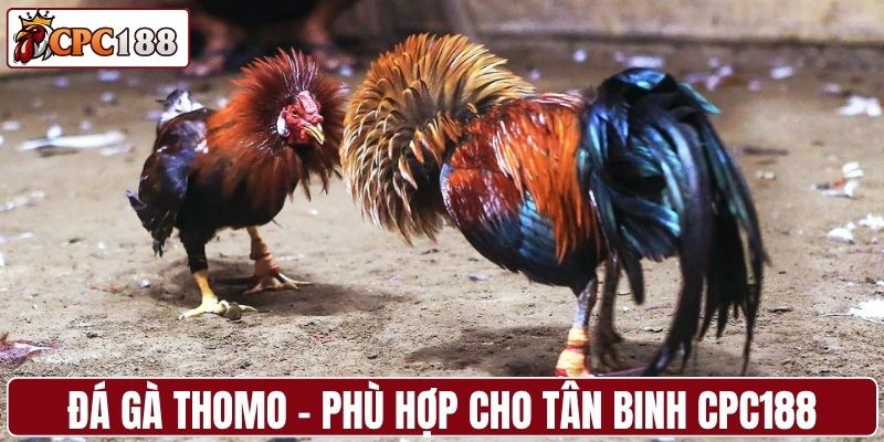 Đá gà Thomo - Phù hợp cho tân binh CPC188