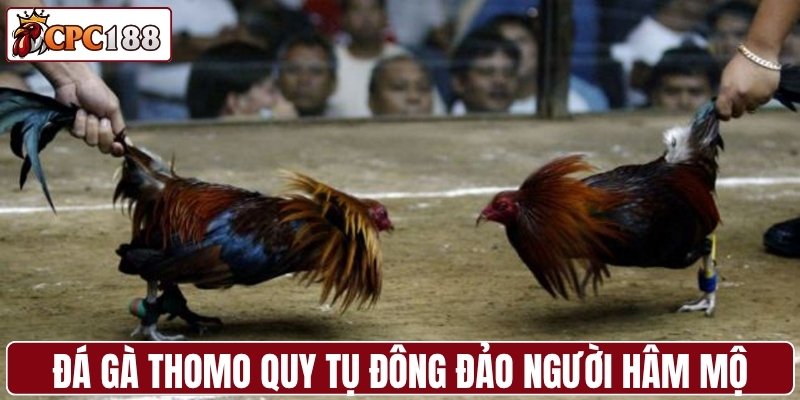 Đá gà Thomo quy tụ đông đảo người hâm mộ