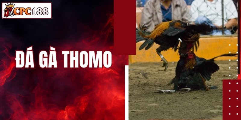 Đá Gà Thomo - Sàn Đấu Gay Cấn Thu Hút Hàng Triệu Người