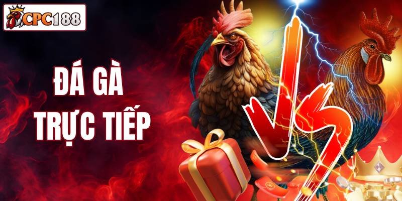 Đá Gà Trực Tiếp Tại CPC188 - Sân Chơi An Toàn, Uy Tín