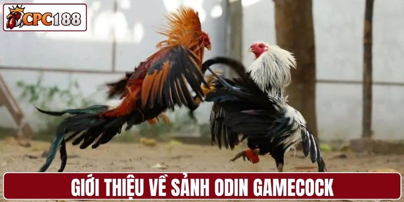 Giới thiệu về sảnh Odin Gamecock