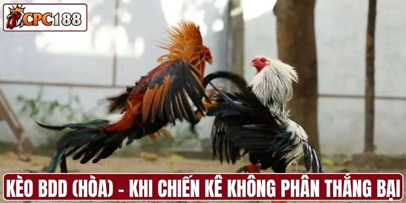 Kèo BDD (Hòa) - Khi hai chiến kê không phân thắng bại