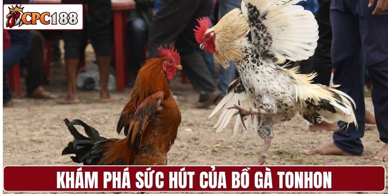 Khám phá sức hút của bồ gà Tonhon