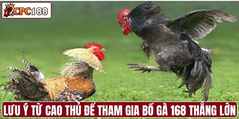 Một số lưu ý từ cao thủ để tham gia bồ gà 168 thắng lớn