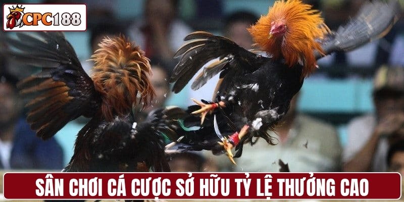 Sân chơi cá cược sở hữu tỷ lệ thưởng cao