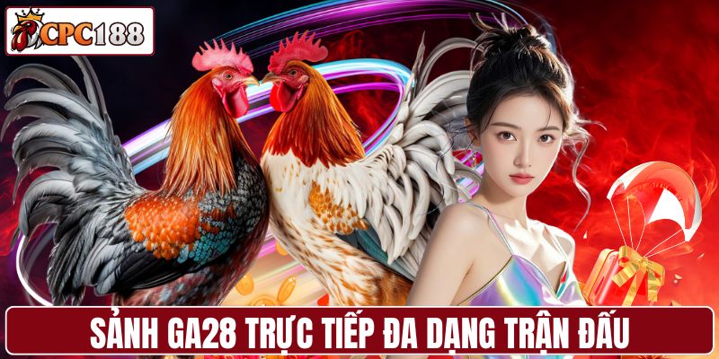 Sảnh GA28 trực tiếp trận đấu từ các trường gà lớn