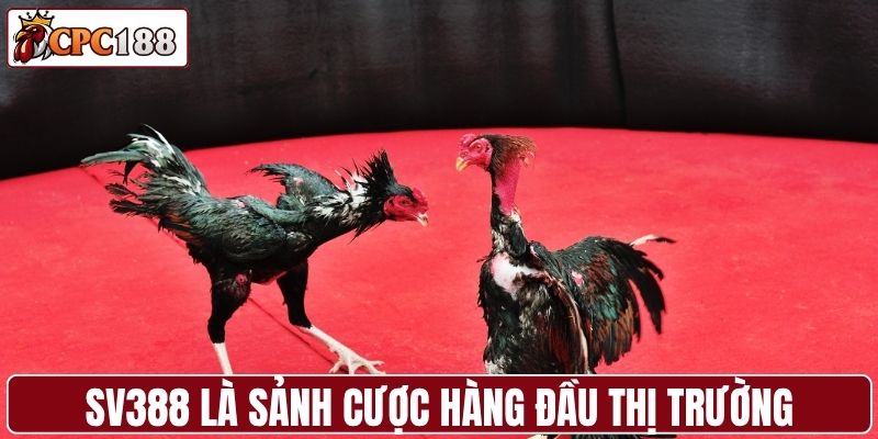 SV388 là sảnh cược lớn, uy tín hàng đầu