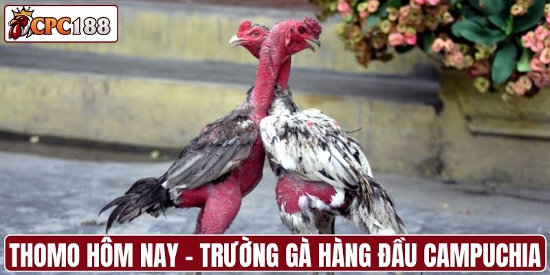 Thomo hôm nay là trường đấu hàng đầu Campuchia