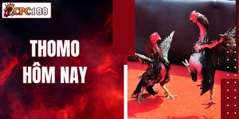 Thomo Hôm Nay - Theo Dõi Trực Tiếp, Đặt Cược Ngay Tại CPC188