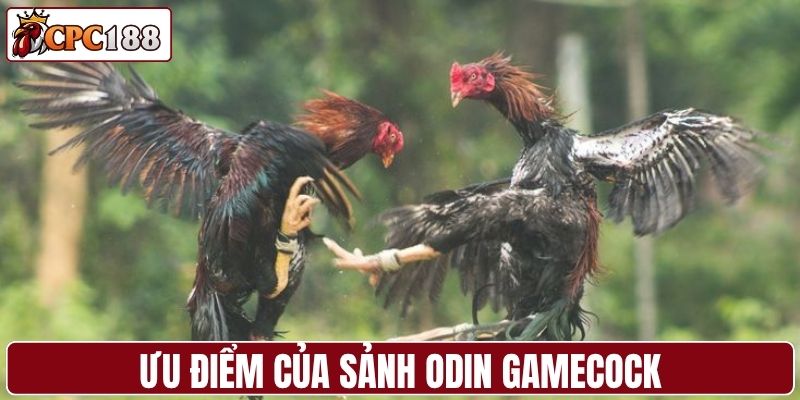 Ưu điểm của sảnh Odin Gamecock